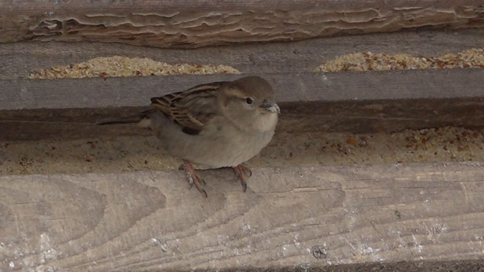 ��������� ��������! � ����������� �������, ��� � �� ���� ������, ������� ����������� ���������� �������� �������� �� �������