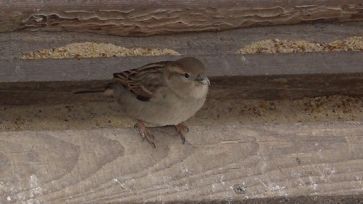 ��������� ��������! � ����������� �������, ��� � �� ���� ������, ������� ����������� ���������� �������� �������� �� �������