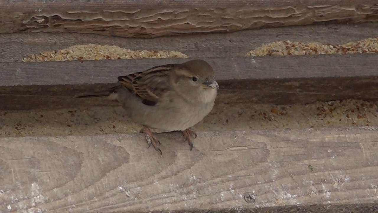 Посчитали воробьев! В Ульяновской области, как и по всей стране, сегодня завершается масштабная перепись «Воробьи на кустах»