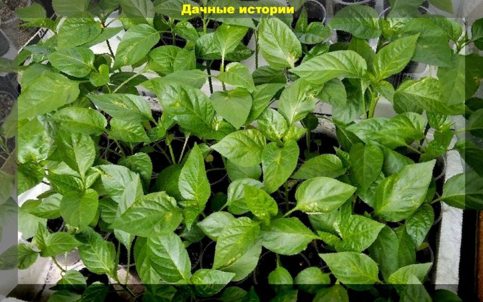 10 критических ошибок при уходе за рассадой перца