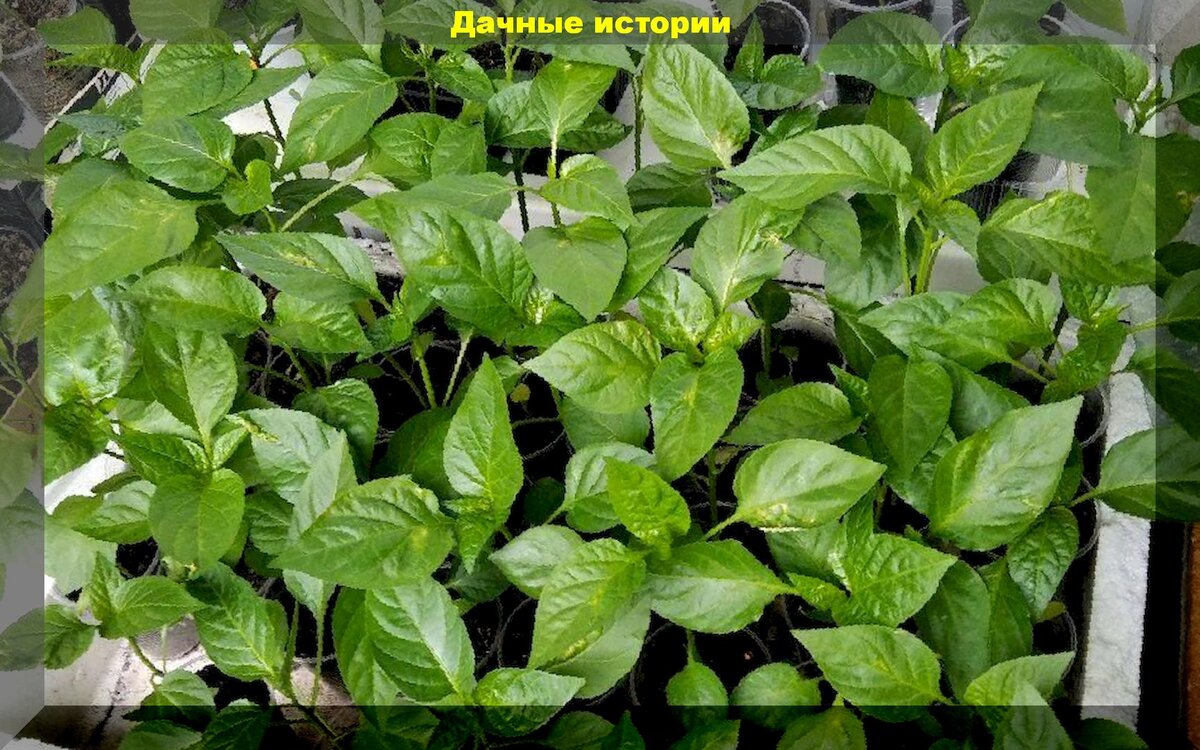 10 критических ошибок при уходе за рассадой перца