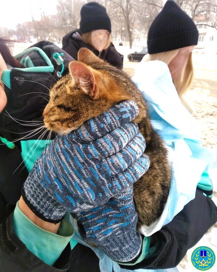 Добрые новости: спасатели помогли бездомному коту в Заволжском районе Добрые новости: спасатели помогли бездомному коту в Заволжском районе