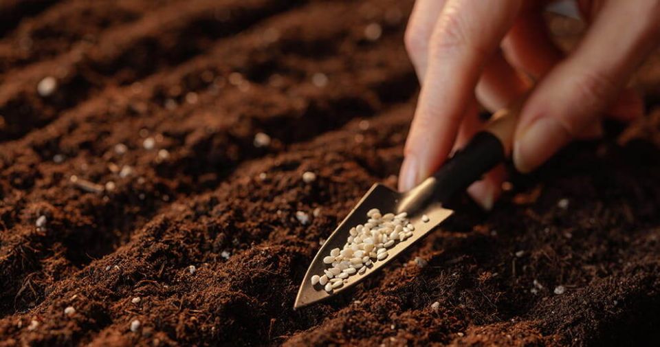 Секреты успешного посева семян: когда и как не ошибиться