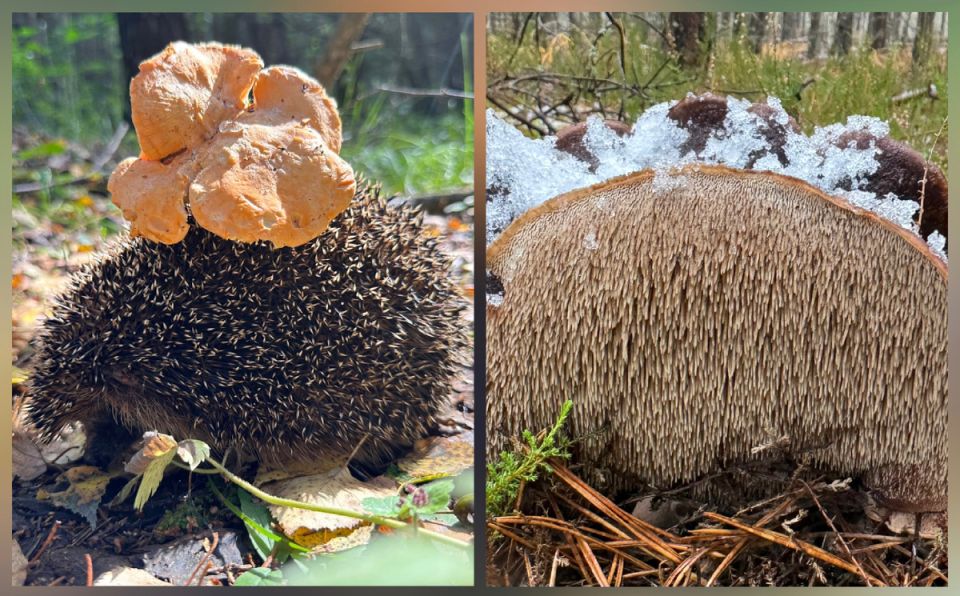 ������ �������: �� �������� ������ �� ������� ������������ �����