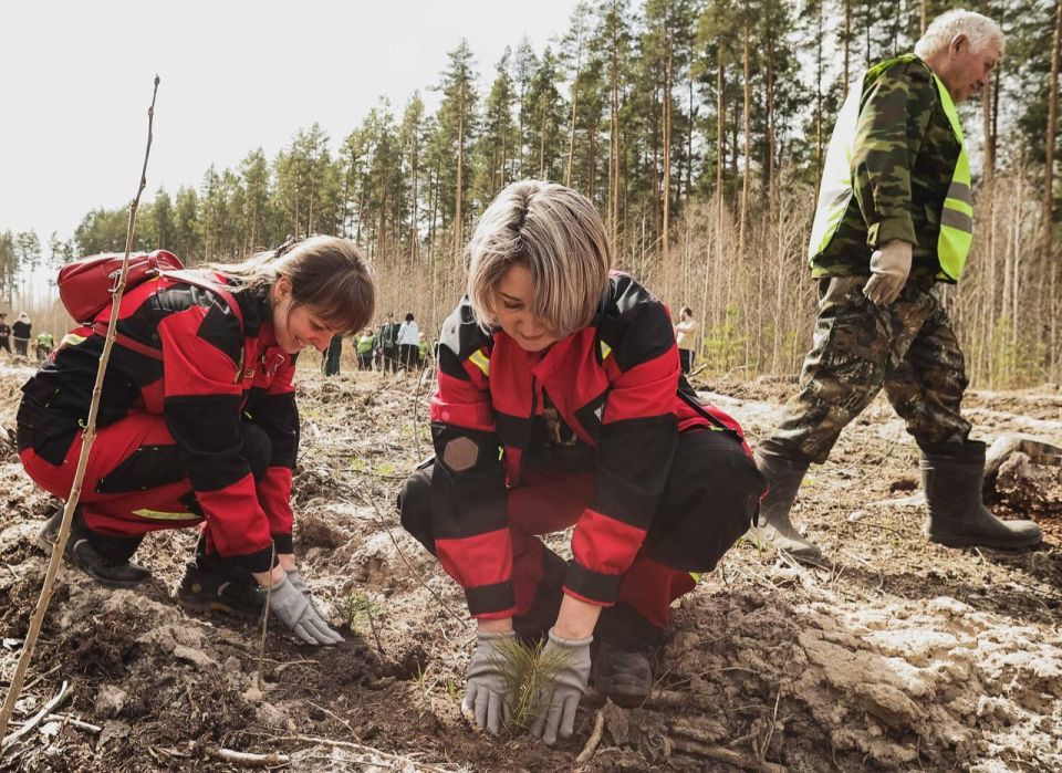 Искусственным лесовосстановлением займутся в Ульяновской области на площади 1500 гектаров в этом году