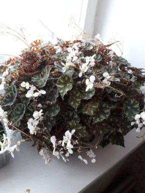 ��� ������ ����� �������� ����� � ���� ��������� ��������