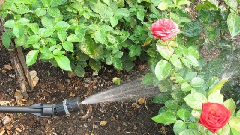 ��� ������� ����� ����� � ���������� �� ��� ����� ������ �������