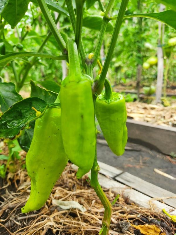 ��� ��������� ������������ ������������ ����� ������� �� �������