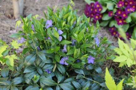 Интересные результаты опросов о декоративных растениях