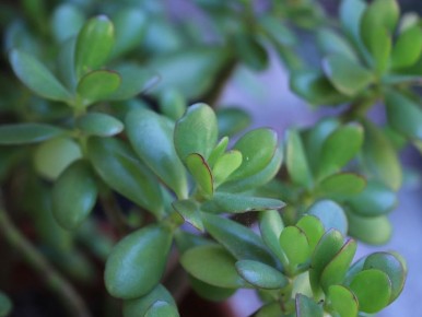 Как правильно разместить денежное дерево для финансового благополучия