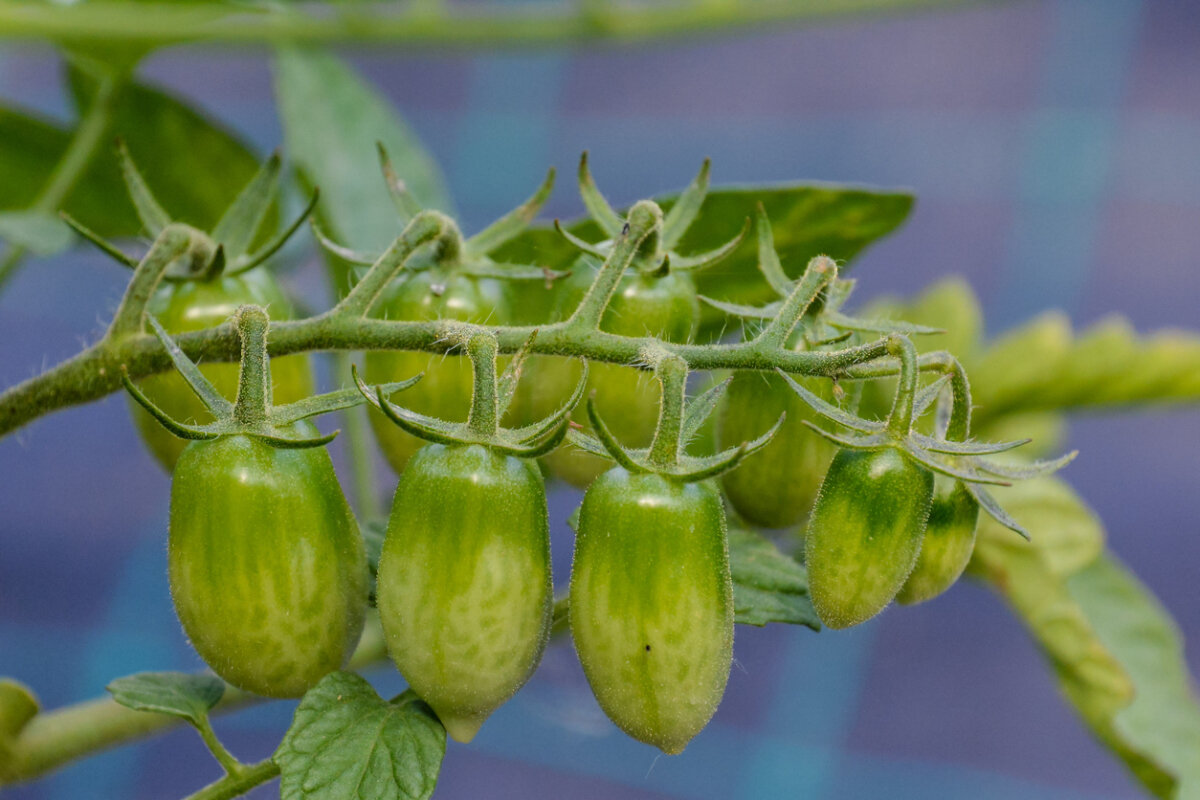 Почему ваши томаты не завязываются? Узнайте основные причины и решения