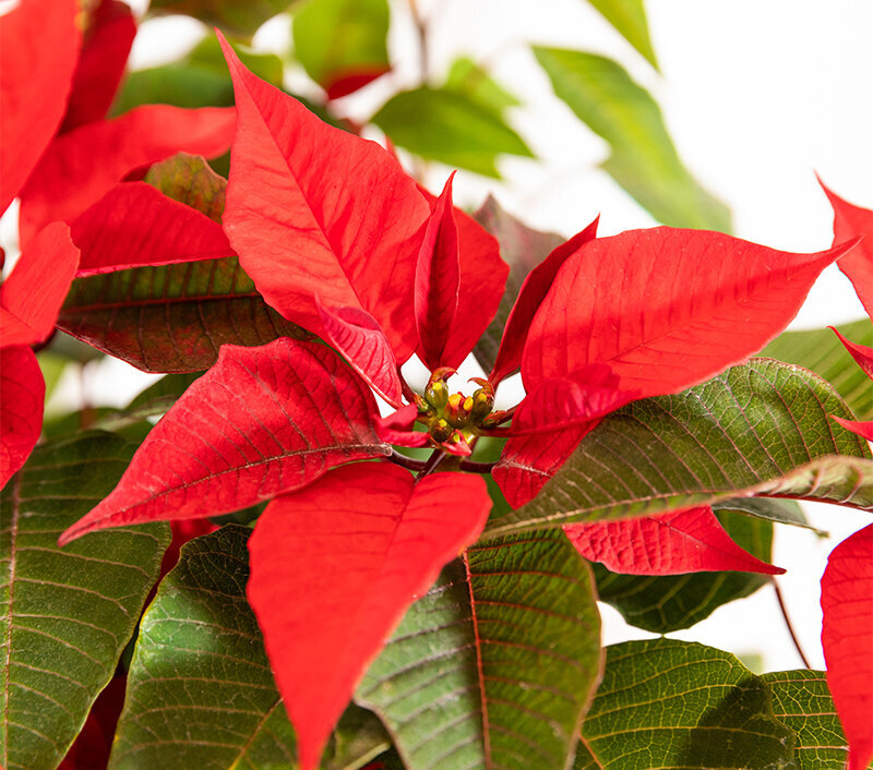 Как заставить цвести пуансеттию: секреты ухода