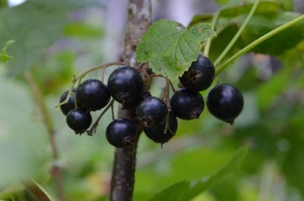 Секреты успешной посадки смородины осенью: советы и рекомендации