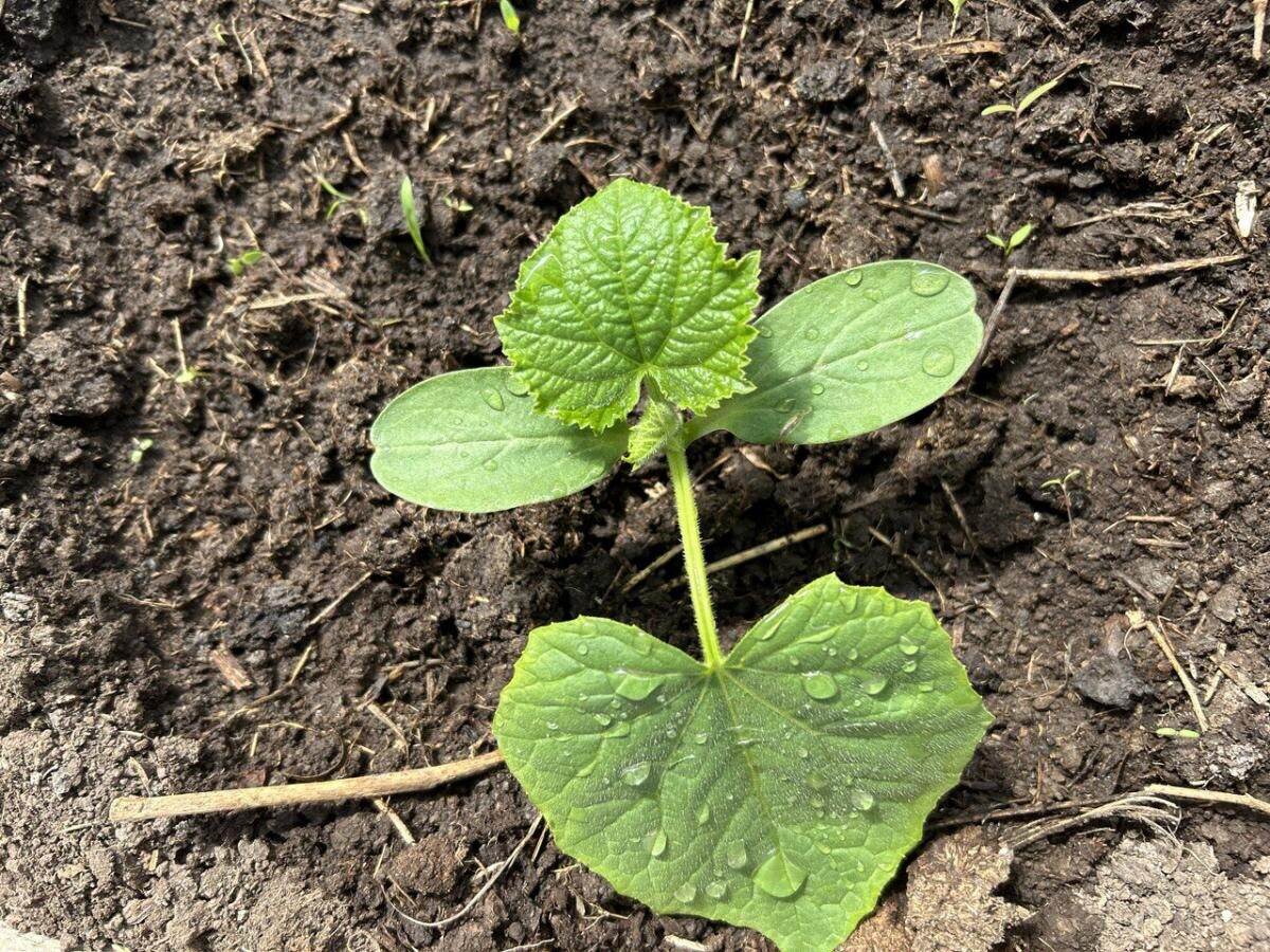 Кого стоит избегать рядом с огурцами: нежелательные соседи в саду