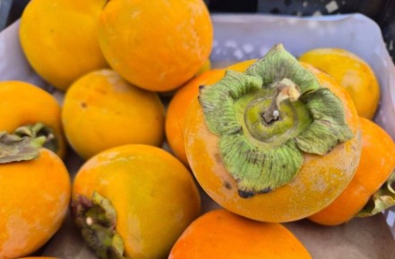 26 тонн зараженной хурмы из Узбекистана не прошли контроль в Оренбуржье