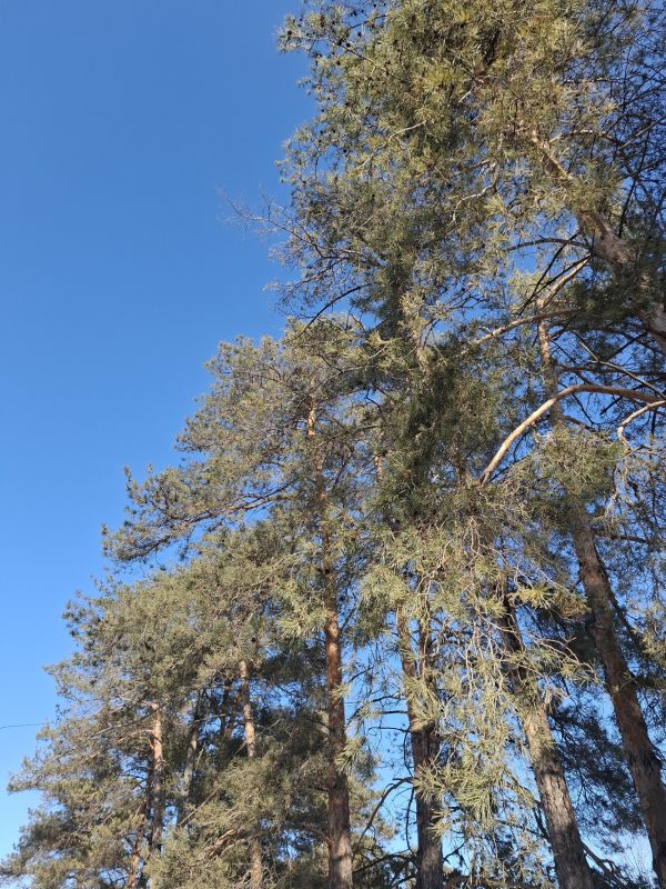 Доброе утро. друзья!. 22 февраля отмечаем Проводы Масленицы, День приманивания хорошего настроения, Всемирный день размышлений и День солнечного гало