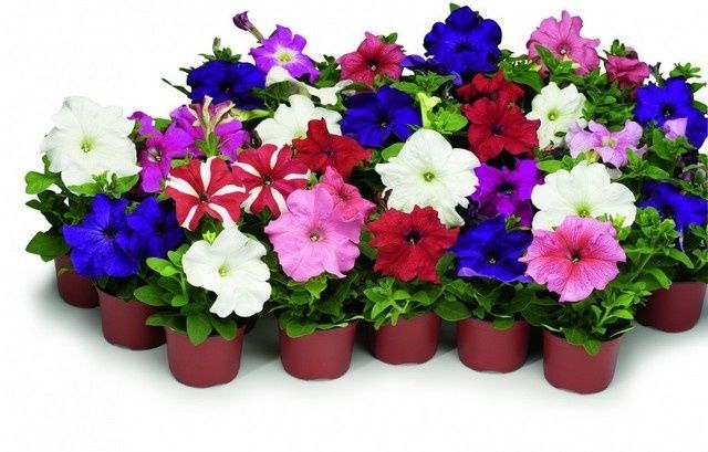 ����������� �������: ������� ��������� ������ � ����� �� ������� ���������