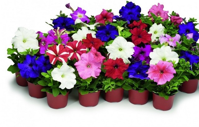 Выращивание петуний: секреты успешного посева и ухода по лунному календарю