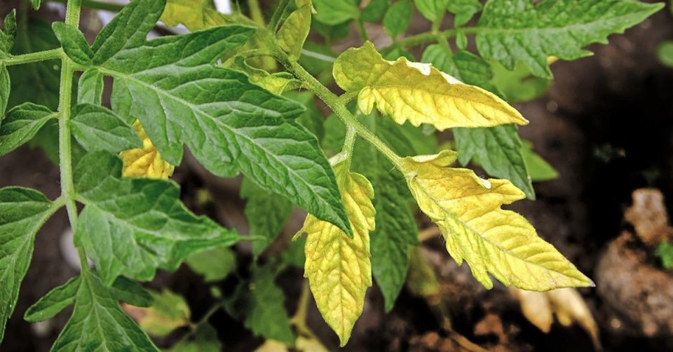 ��� ������������ ������ ����� ��������� ������� ������ � �������