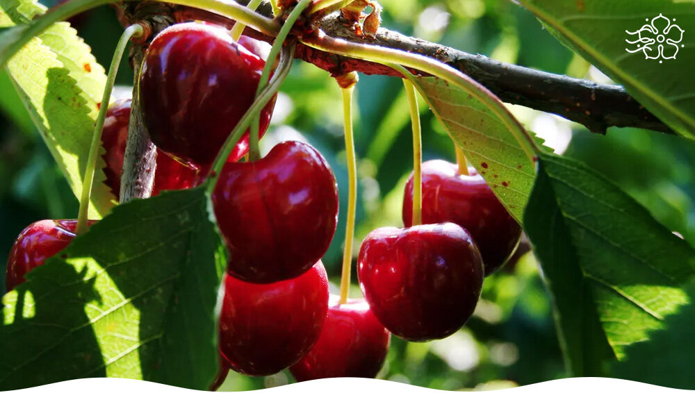 Лучшие сорта вишни для вашего сада