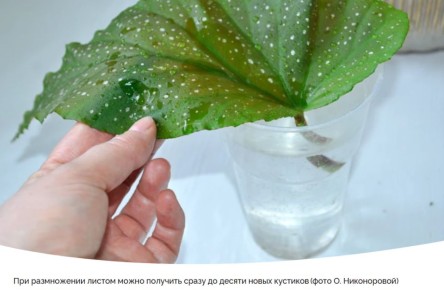 ��������� �������: ��� ��������� ������������ ������� � ���� ����