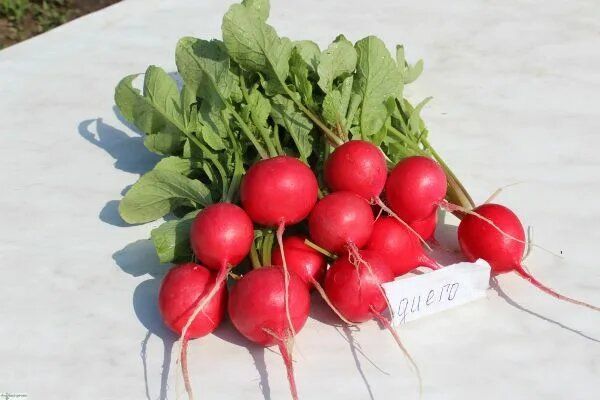 ����� �����: ������� ��������� ����������� � ������ � ��������