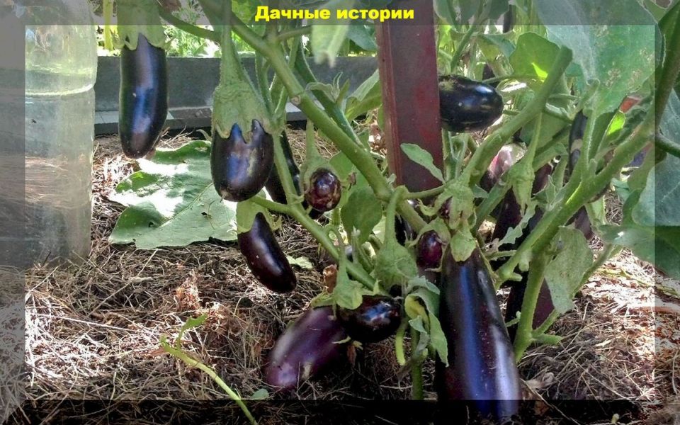 ��� ��������� ��������� �� ����������� � ������� ��� �������� ������