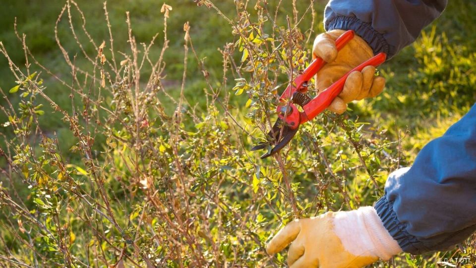 ���� �� �����������: ������� ������� ������� ��� �������� ������