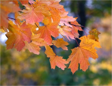 Клён: захватывающий мир изящных видов и уникальных свойств