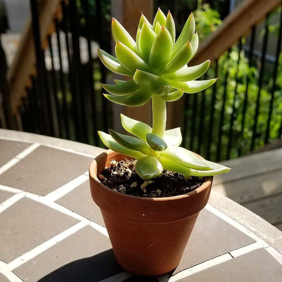 Как сохранить компактность суккулентов зимой: причины и решения