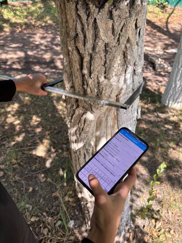 В этом году в Заволжском районе Ульяновска пройдёт инвентаризация зелёных насаждений