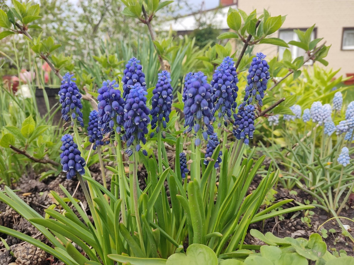 Мускари: любимцы весны, которых не хватало в вашем саду