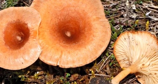 ���������: ����������������� ��������� ����� � ������� ����������