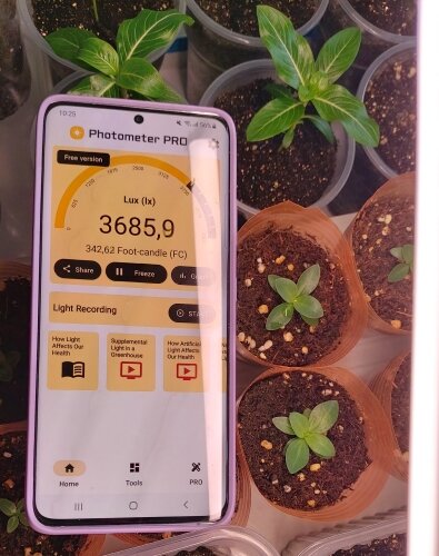 Как правильно измерить освещенность для растений и стоит ли инвестировать в фито лампы?