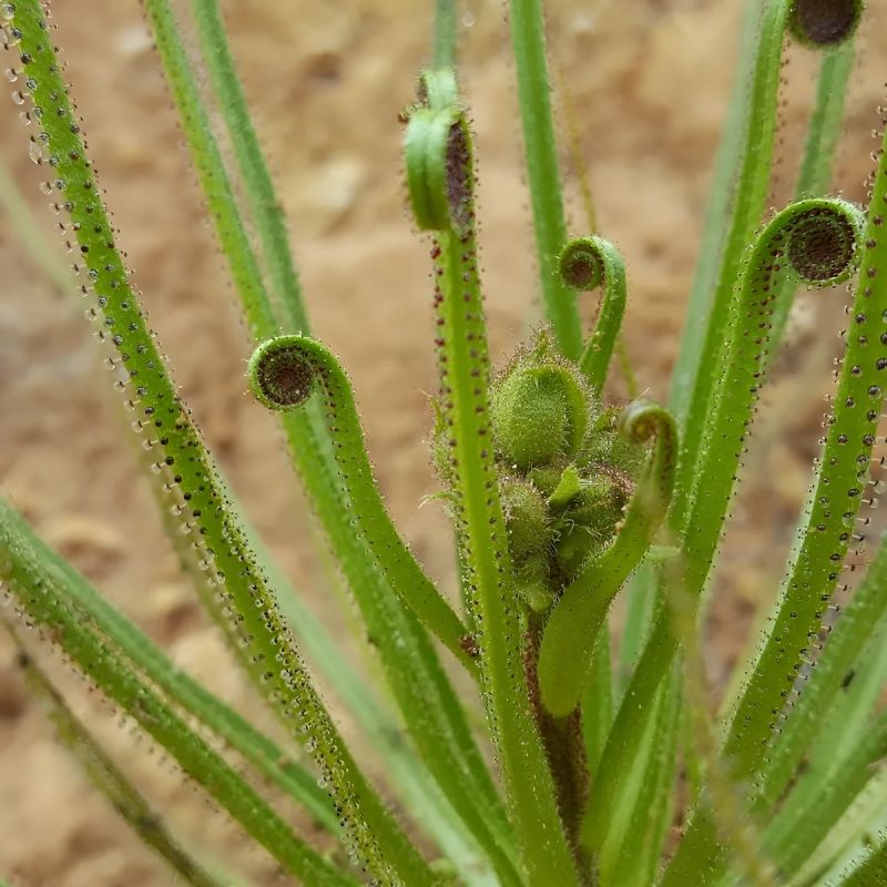 Экзотические росолисты: уникальные хищники природы