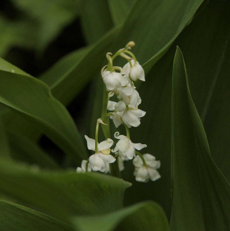 Ландыш 'Flore Pleno': в мире красоты и выносливости