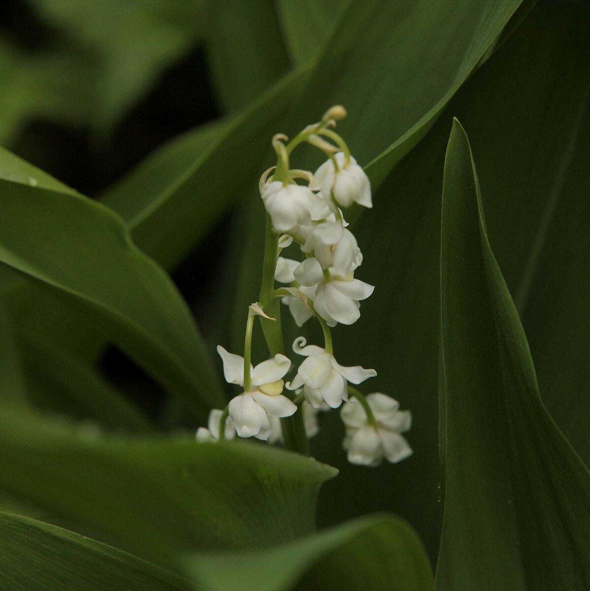 Ландыш 'Flore Pleno': в мире красоты и выносливости