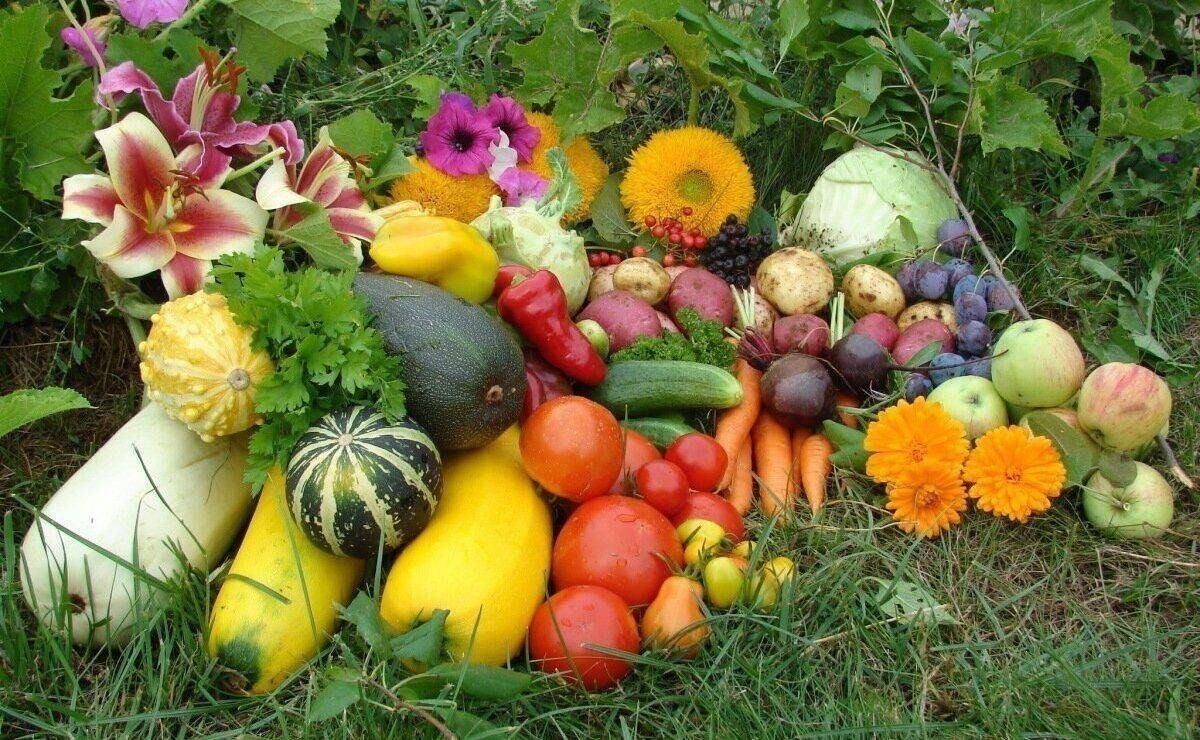 Как правильно собирать урожай: ключевые советы для успешного сбора