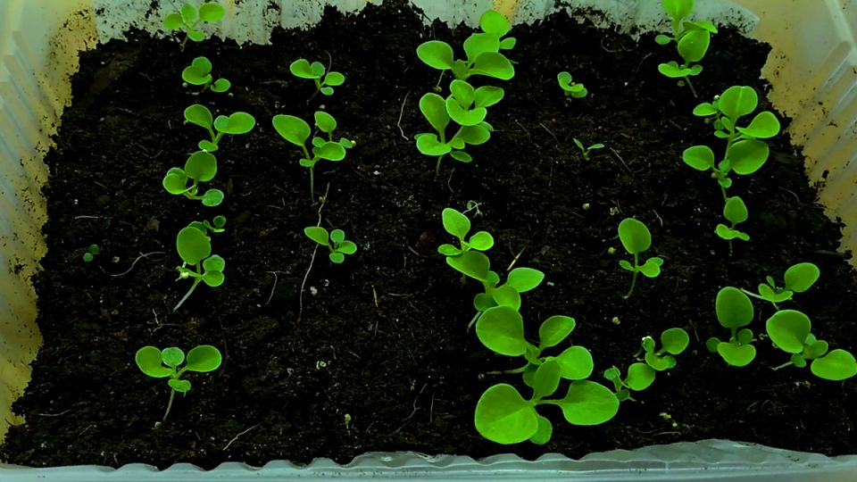 ���� �� �������� �������: ������ ������� ��������