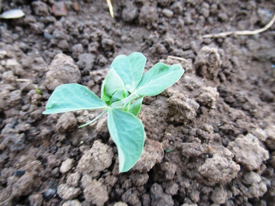 У гороха появились всходы: как правильно ухаживать за растением