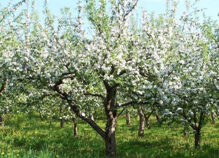 Почему плодовые деревья не цветут: ищем решения