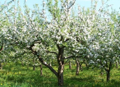 ������ �������� ������� �� ������: ���� �������