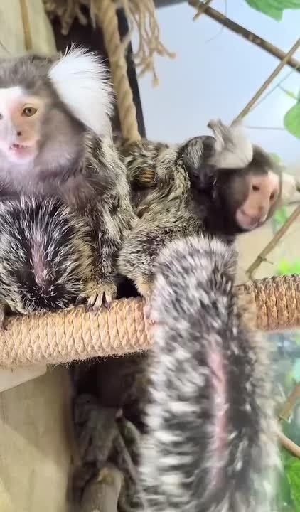 ���������� � ����������� ��������