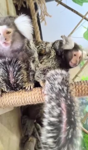 Пополнение в Ульяновском зоопарке