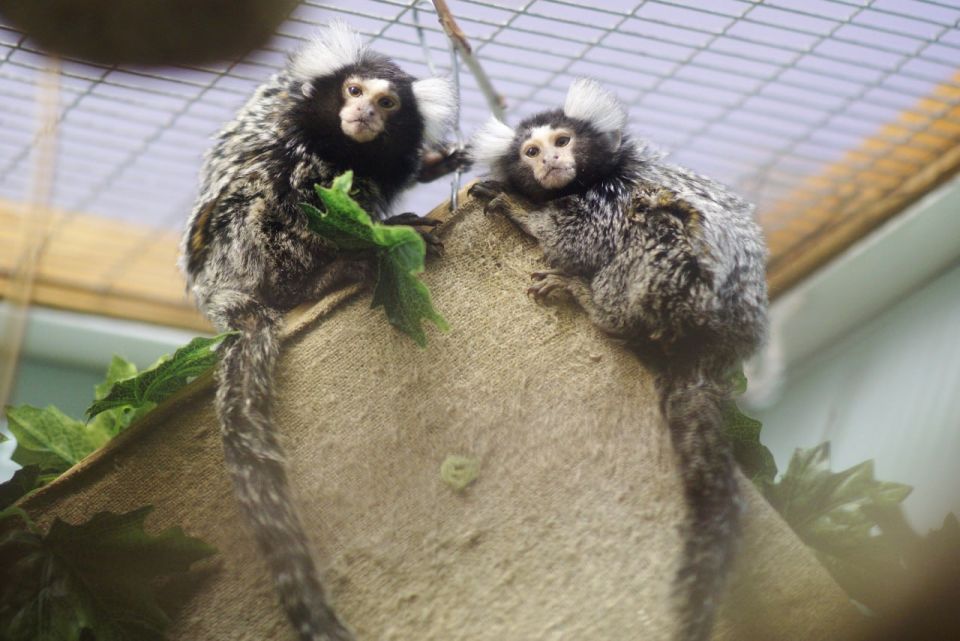 В ульяновском зоопарке в семействе обыкновенных игрунок родились два малыша