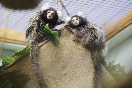 � ����������� �������� � ��������� ������������ ������� �������� ��� ������