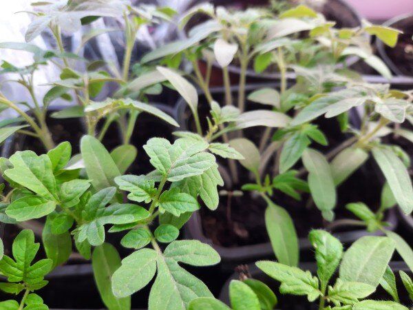 Как правильно сеять томаты: проверенные советы садоводов