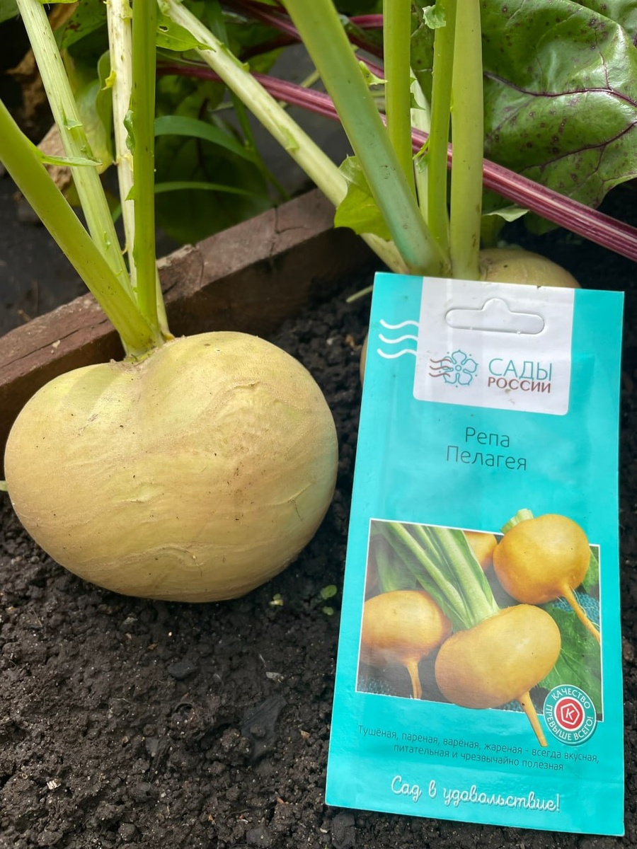 Репа: забытый корнеплод, который стоит вернуть в огород