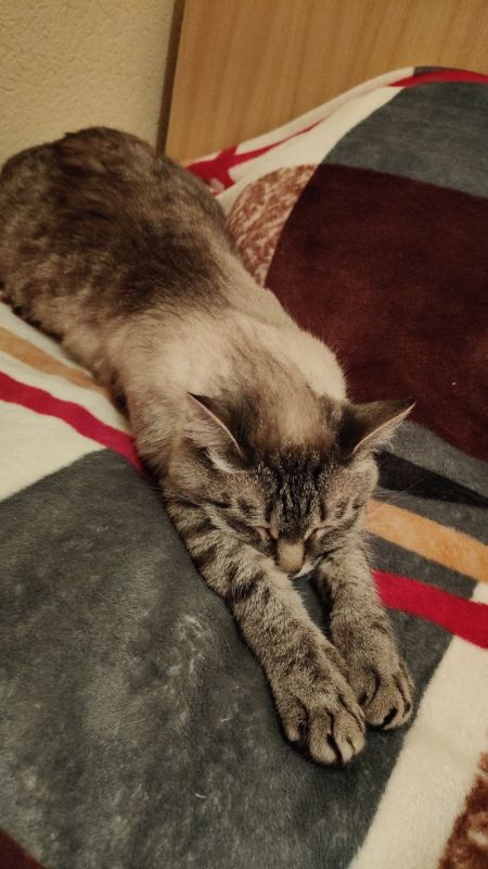 Доброе утро, друзья!. 27 февраля — День улыбок глазами, Международный день оптимиста, День Сил специальных операций ВС РФ, День НКО и День белого полярного медведя