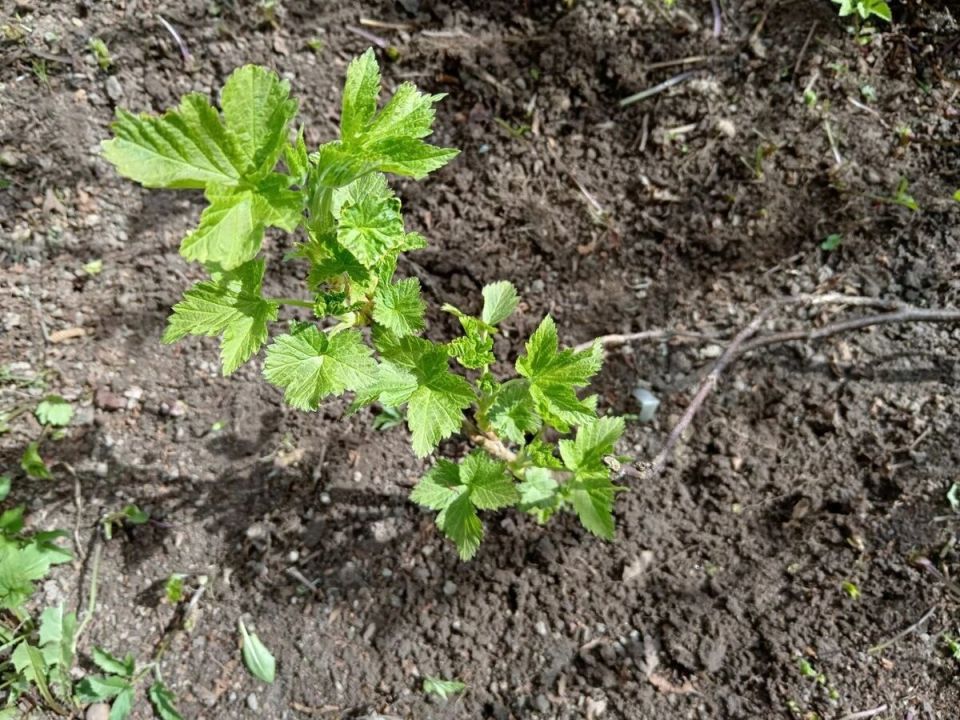 ��� ��������� ��������� �� �������� ����������